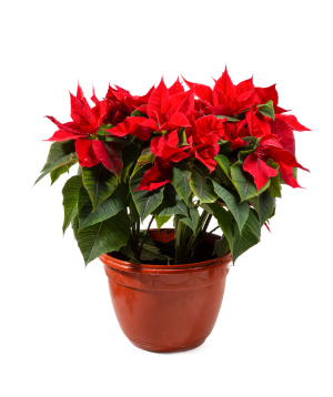 Poinsettia «Orchid Gallery» №4