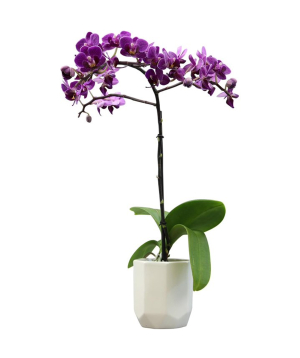 USA. plant №248 Orchid, purple