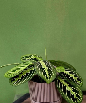 Բույս «Greenarium» Մարանտա №29
