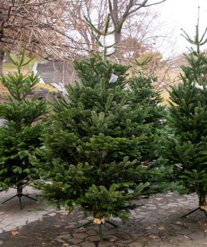 Natural fir tree №3