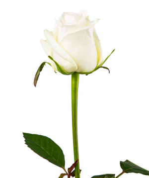 Գյումրվա վարդ «Dolomiti» սպիտակ, 80 սմ