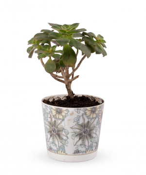 Plant `Eco Garden` Aeonium tricolor