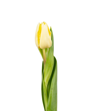 Tulip «Mon Amie» white, 1 pc
