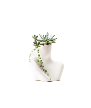 Plant «Eco Garden» Succulent №48