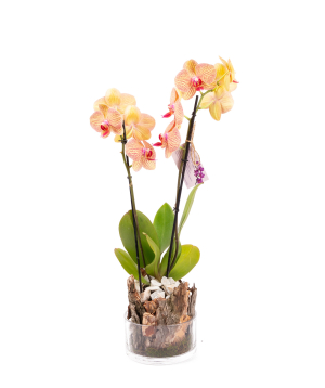 Растение «Orchid Gallery» Орхидея №33