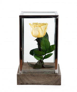 Rose `EM Flowers` eternal 18 cm