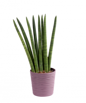 Sansevieria cylindrica ''Orchid Gallery''