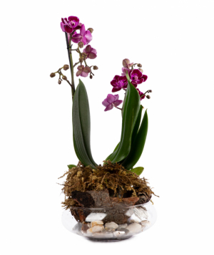 Растение `Orchid Gallery` Орхидея №6