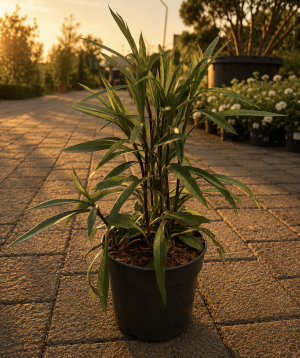 Բույս «O2 Gardens» Aster Novi-Belgii Karminkuppel