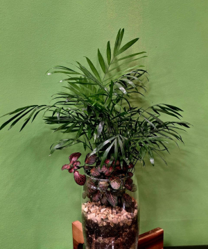 Բույս «Greenarium» Ֆլորարյում №43