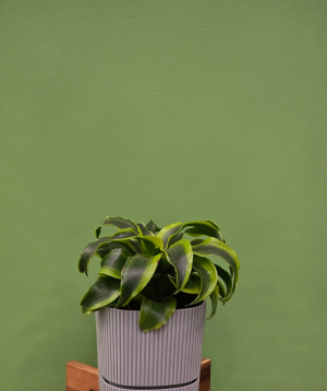 Բույս «Greenarium» Dracaena Tornado  №37
