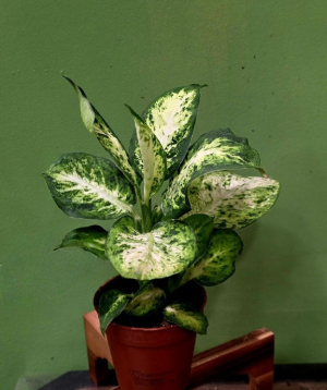 Բույս «Greenarium» Դիֆֆենբախիա №28