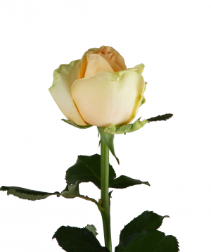 Gyumri rose «Peach Avalanche» white