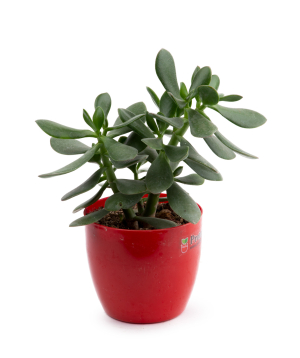 Plant «Eco Garden» Crassula №5