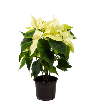 Poinsettia «Orchid Gallery» №2