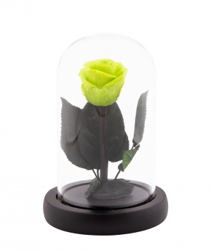 Rose `EM Flowers` eternal green 13 cm in a flask
