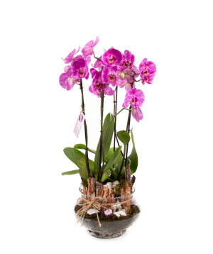 Растение «Orchid Gallery» Орхидея №35