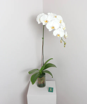 Дубай. орхидея №032