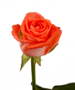 Роза `Giardinia` оранжевая, 80 см