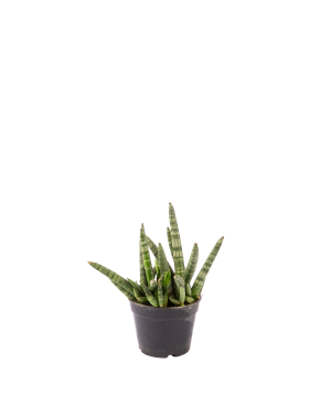 Plant «Orchid Gallery» Sansevieria №1