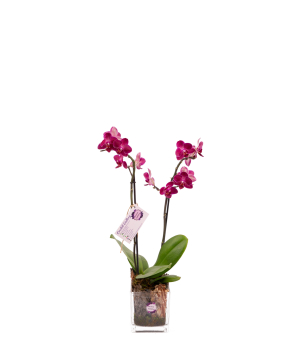Растение «Orchid Gallery» Орхидея №39