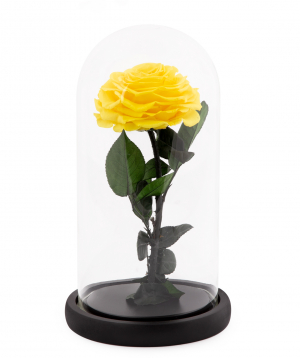 Rose `EM Flowers` eternal yellow 27 cm in a flask