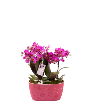 Растение «Orchid Gallery» Орхидея №32