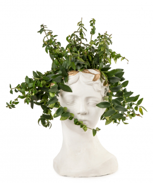 Растение `Orchid Gallery` Эсхинантус, с декоративной вазой