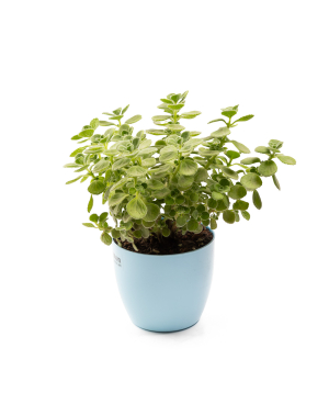 Растение «Eco Garden» Плектрантус №61