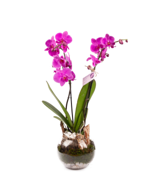 Растение «Orchid Gallery» Орхидея №34