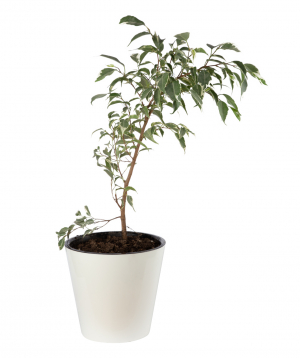 Plant `Eco Garden` Ficus Benjamin №1