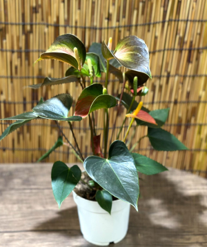 Растение «Greenarium» №48