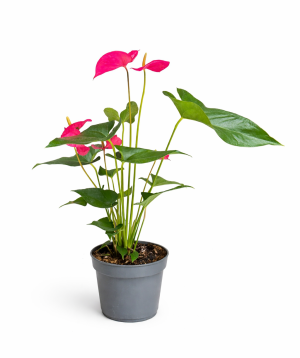 Растение «O2 Gardens» Anthurium Andraeanum