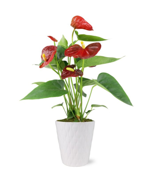 USA. plant №252 Anthurium, red