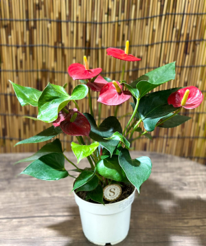 Plant `Greenarium` №49