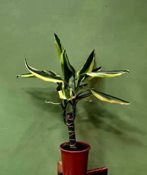 Բույս «Greenarium» Dracena №36