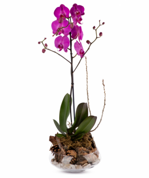 Растение `Orchid Gallery` Орхидея №12