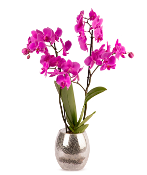 Растение `Orchid Gallery` Орхидея №14