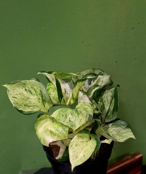 Բույս «Greenarium» Scindapsus happy leaf №45