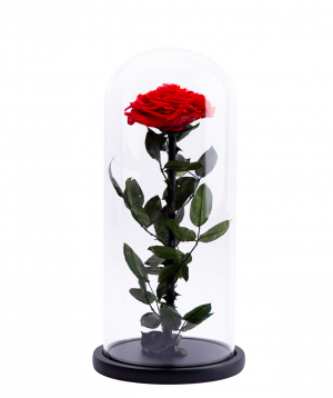 Rose ''EM Flowers'' eternal 37 cm
