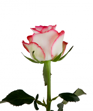 Rose «Jumilia» pink