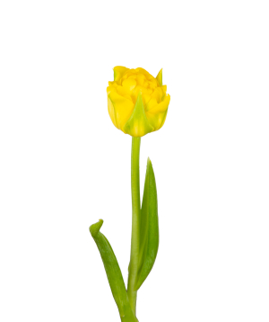 Tulip «Mon Amie» yellow, 1 pc №2
