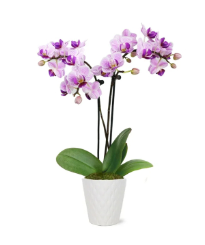 США. растение №241 Орхидея, фиолетовая