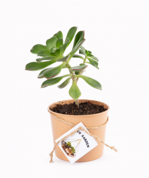 Plant `Eco Garden` Begonia №1