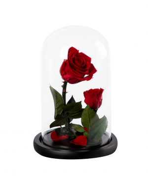 Rose `EM Flowers` eternal, Beauty and the Beast N1