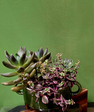 Բույս «Greenarium» Սուկուլենտային կոմպոզիցիա №44