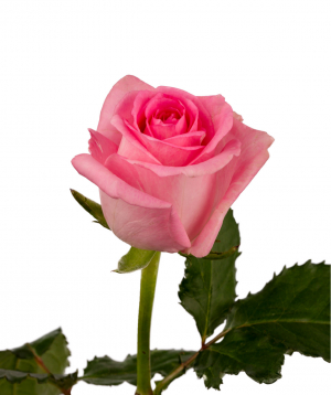 Rose `Revival` light pink