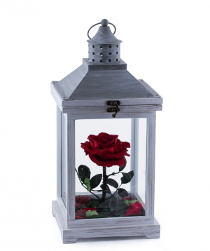 Վարդ «EM Flowers» հավերժական 45 սմ  լուսամփոփ