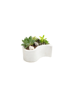 Plant «Eco Garden» Succulent №41