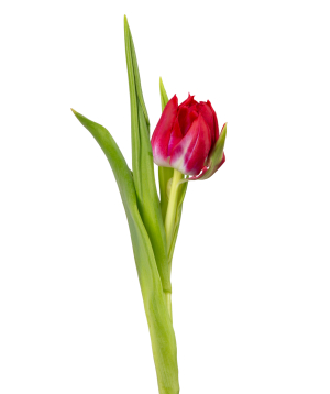 Tulip «Mon Amie» pink, 1 pc №3